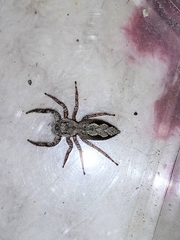 Platycryptus