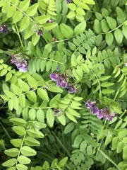 Vicia sepium