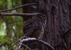Strix occidentalis caurina