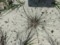 Bulbostylis hispidula pyriformis