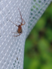 Theridion pictum