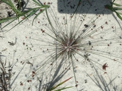 Bulbostylis hispidula pyriformis