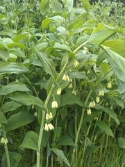 Polygonatum × hybridum