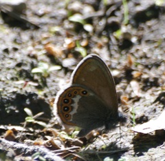 Coenonympha hero