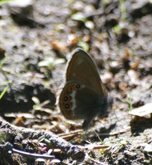 Coenonympha hero