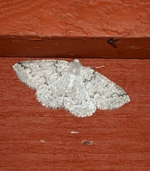 Sabulodes packardata