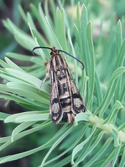 Chamaesphecia empiformis