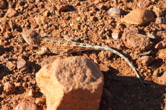 Tympanocryptis centralis