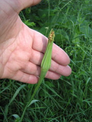 Tragopogon dubius
