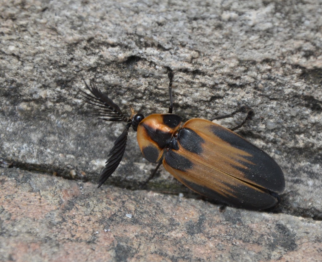 Lamprocera latreillei