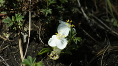 Weldenia candida
