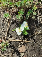Weldenia candida