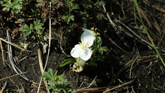 Weldenia candida