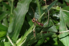 Acromyrmex coronatus