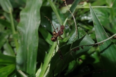 Acromyrmex coronatus