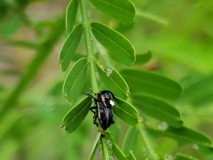 Eudiagogus