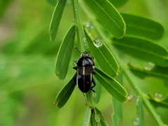 Eudiagogus