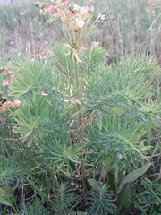 Chamaesphecia empiformis