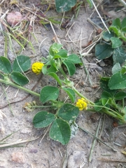 Medicago lupulina