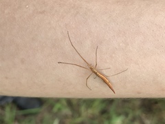 Tetragnatha caudata