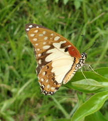 Graphium angolanus baronis