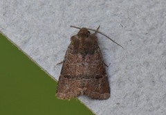 Protorthodes oviduca