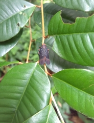 Kalidasa lanata