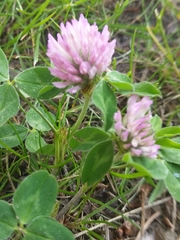 Trifolium pratense