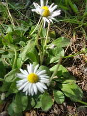Bellis perennis