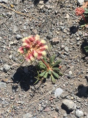 Calyptridium monospermum