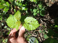 Viburnum recognitum image
