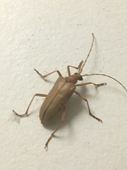 Centrodera