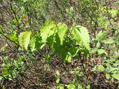 Viburnum recognitum image