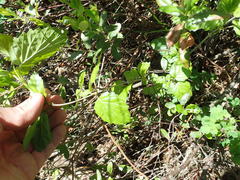Viburnum recognitum image