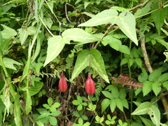 Passiflora cisnana