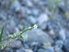Pectocarya recurvata
