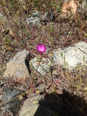 Clarkia gracilis gracilis