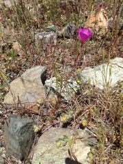 Clarkia gracilis gracilis