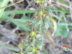 Thompsonella minutiflora