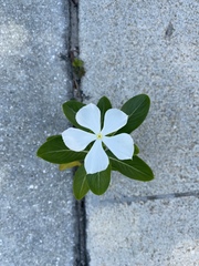 Catharanthus roseus image