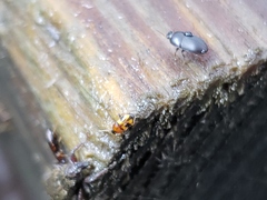 Poecilocrypticus formicophilus