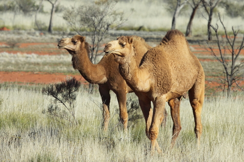 Dromedary Camel