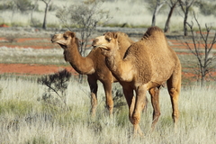 One-Humped Camel photo 3
