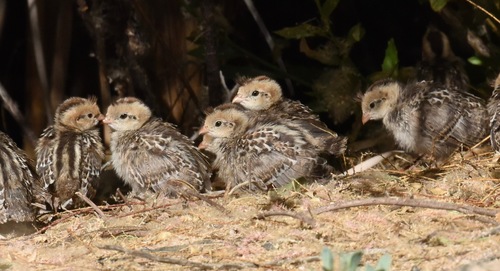 Gambel's Quail
