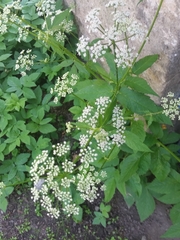 Aegopodium podagraria