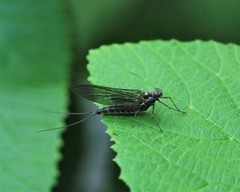 Leptophlebia