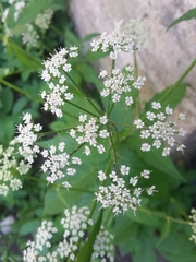 Aegopodium podagraria