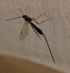 Rhyssella nitida