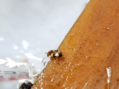 Poecilocrypticus formicophilus