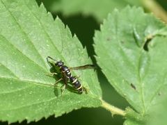 Parancistrocerus pedestris